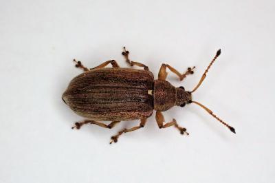 <i>Phyllobius pyri</i>