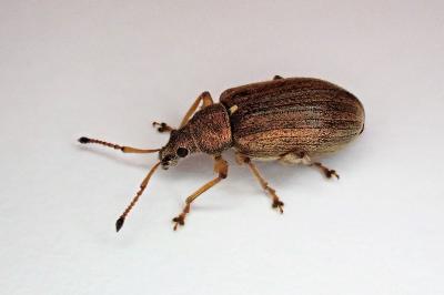 <i>Phyllobius pyri</i>