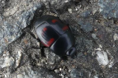 <i>Hister quadrimaculatus</i>