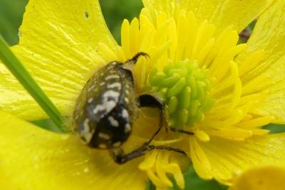 <i>Oxythyrea funesta</i>