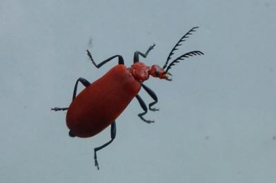<i>Pyrochroa serraticornis</i>