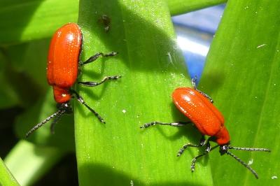 <i>Lilioceris lilii</i>