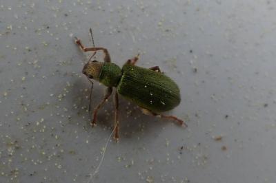 <i>Pachyrhinus lethierryi</i>