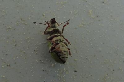 <i>Pachyrhinus lethierryi</i>