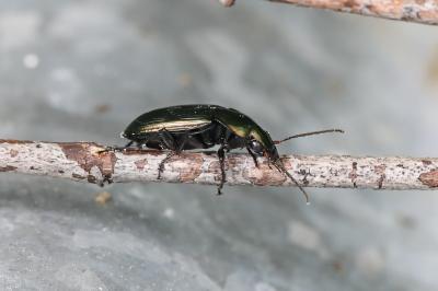 <i>Poecilus</i>
