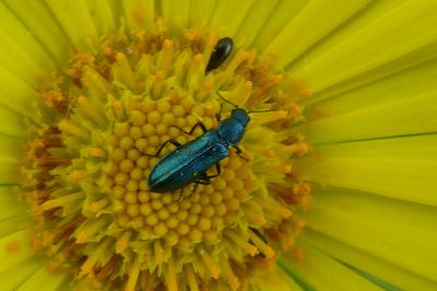<i>Psilothrix viridicoerulea</i>