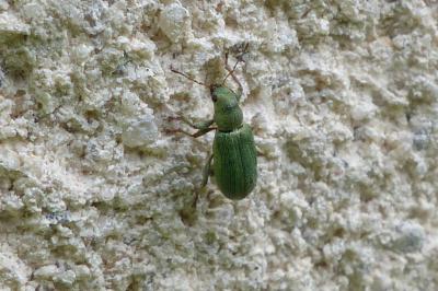<i>Pachyrhinus lethierryi</i>