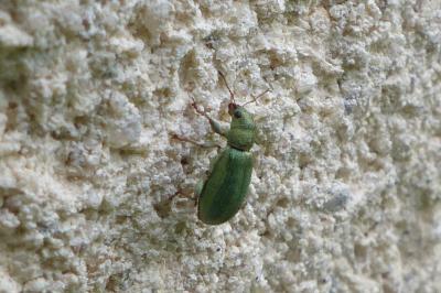 <i>Pachyrhinus lethierryi</i>