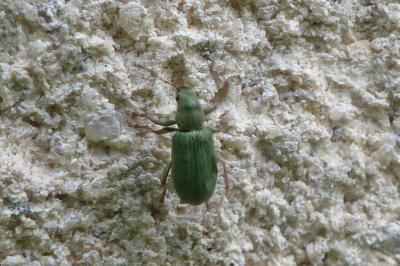 <i>Pachyrhinus lethierryi</i>