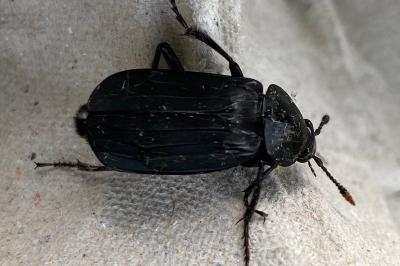 <i>Necrodes littoralis</i>