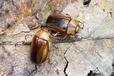 <i>Rhizotrogus aestivus</i>