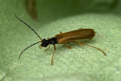 <i>Rhagonycha lignosa</i>