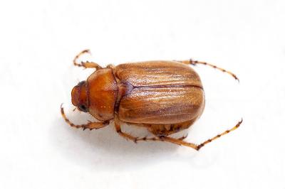 <i>Amphimallon majale</i>