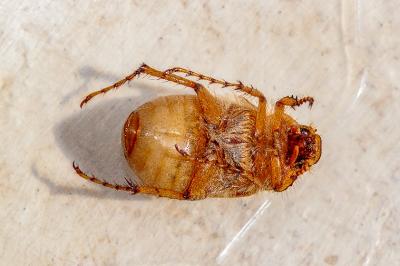 <i>Amphimallon majale</i>