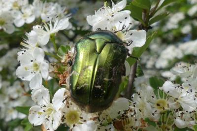 <i>Cetonia aurata</i>
