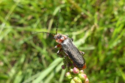 <i>Cantharis fusca</i>