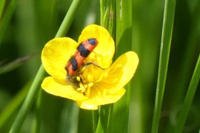 <i>Trichodes alvearius</i>