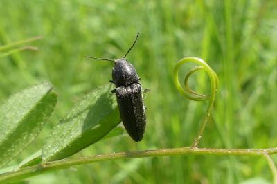 <i>Cidnopus pilosus</i>