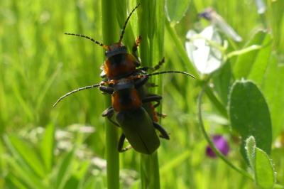 <i>Cantharis fusca</i>