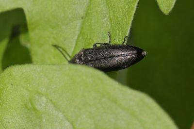 <i>Cidnopus pilosus</i>