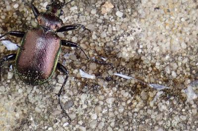 <i>Calosoma inquisitor</i>