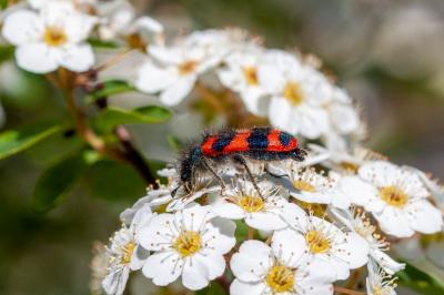 <i>Trichodes alvearius</i>
