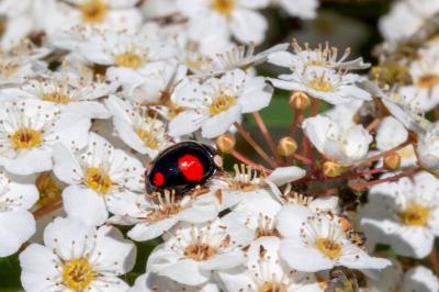 <i>Harmonia axyridis</i>