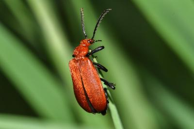 <i>Pyrochroa serraticornis</i>
