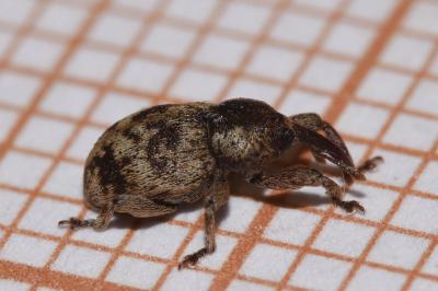 <i>Pachytychius sparsutus</i>