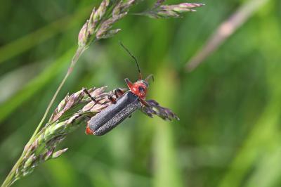 <i>Cantharis rustica</i>