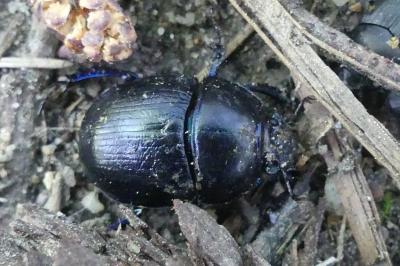 <i>Anoplotrupes stercorosus</i>