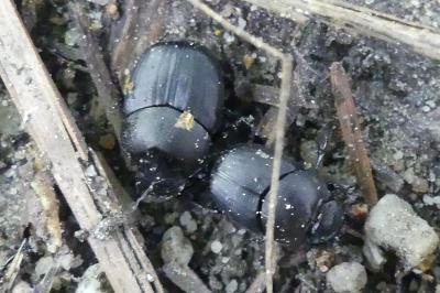 <i>Onthophagus verticicornis</i>
