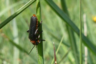 <i>Cantharis</i>