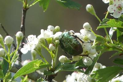 <i>Cetonia aurata</i>