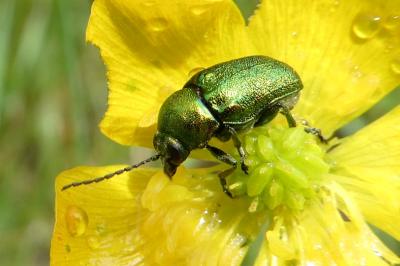 <i>Cryptocephalus</i>