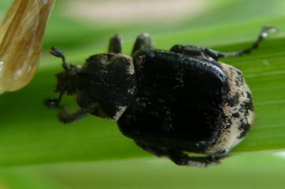 <i>Valgus hemipterus</i>