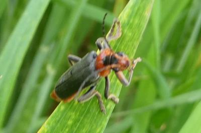 <i>Cantharis fusca</i>