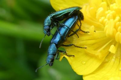 <i>Psilothrix viridicoerulea</i>