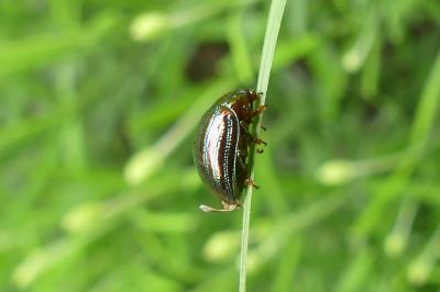 <i>Chrysolina americana</i>