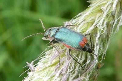 <i>Malachius bipustulatus</i>