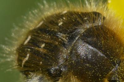 <i>Tropinota hirta</i>