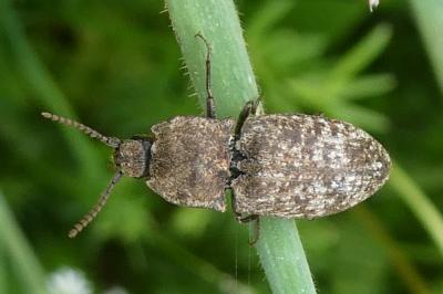 <i>Agrypnus murinus</i>