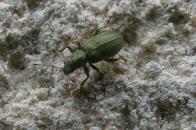 <i>Pachyrhinus lethierryi</i>