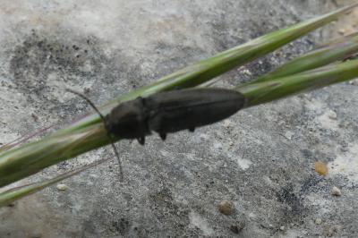 <i>Cidnopus pilosus</i>