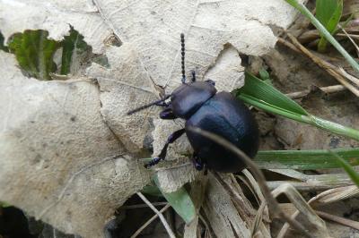 <i>Timarcha goettingensis</i>