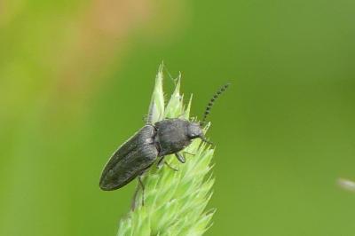 <i>Cidnopus pilosus</i>