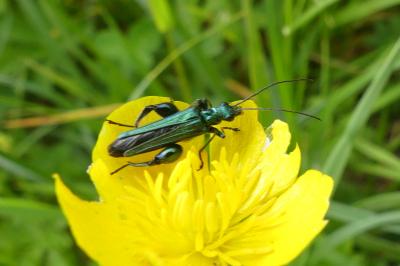 <i>Oedemera nobilis</i>