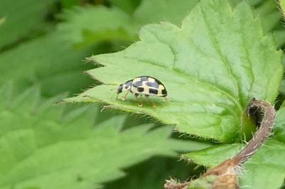 <i>Propylea quatuordecimpunctata</i>