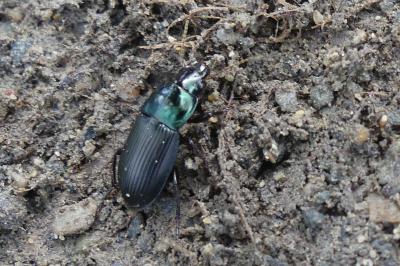 <i>Harpalus dimidiatus</i>