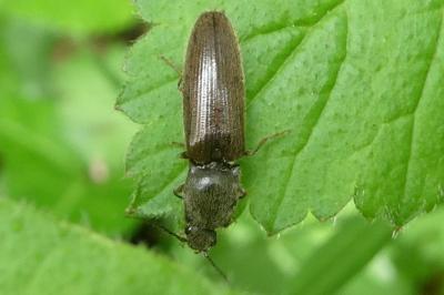 <i>Athous haemorrhoidalis</i>